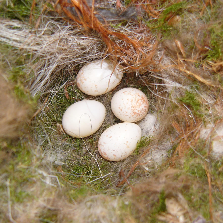 野鳥 の 卵 種類