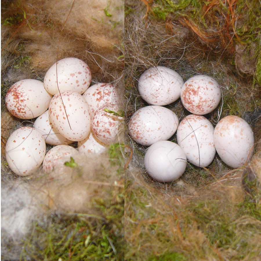 野鳥 の 卵 種類
