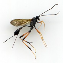 キアシオナガトガリヒメバチ