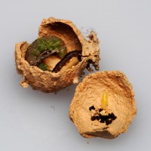トックリバチの巣