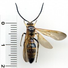 オオハラナガツチバチ