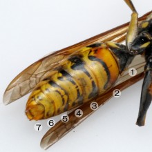 キアシナガバチの雄