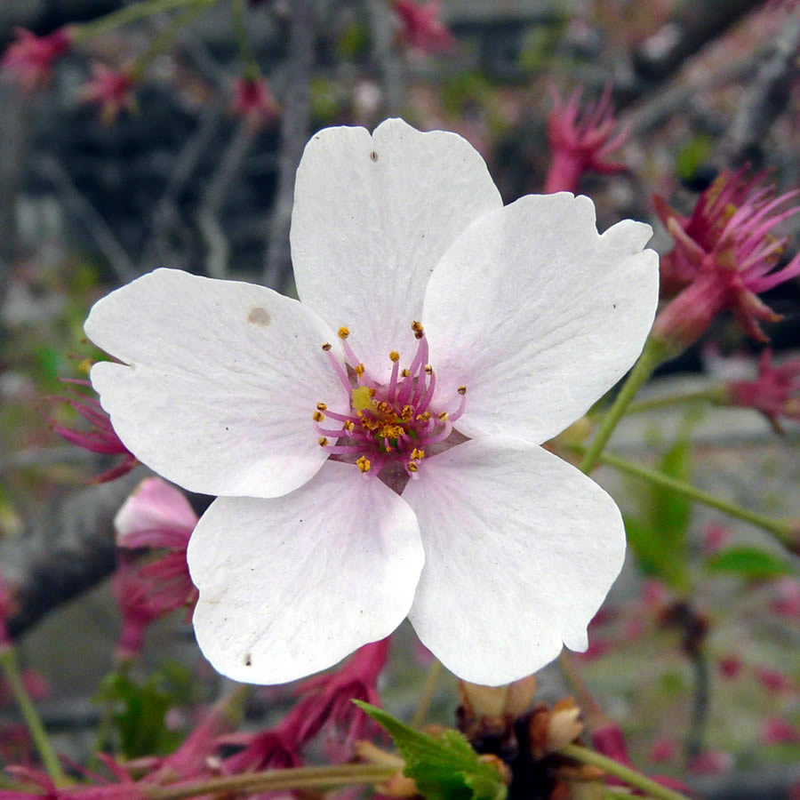 京都九条山自然観察日記 サクラとウメの花の違い