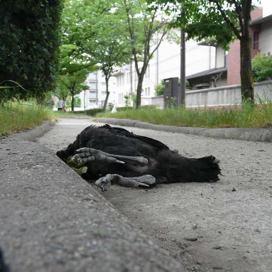 京都九条山自然観察日記 カラスの雛が死んでいました