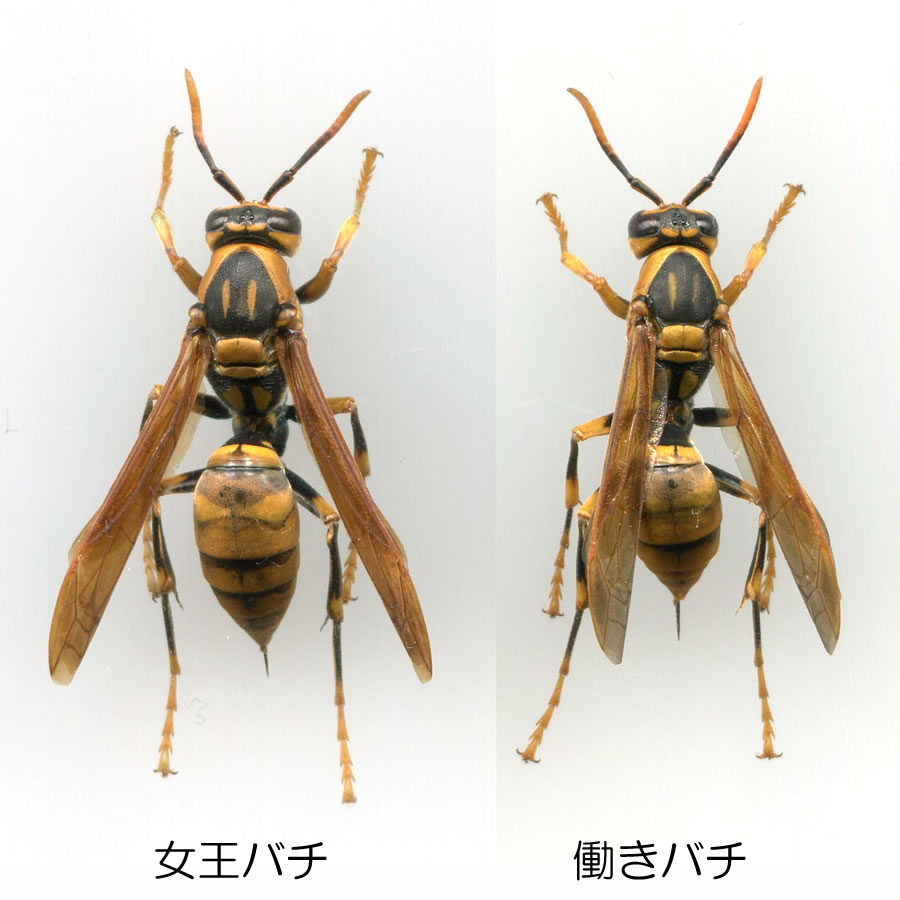 キアシナガバチ