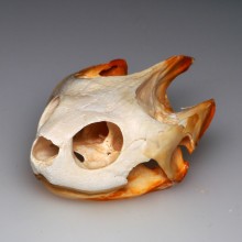 ミシシッピアカミミガメの頭骨