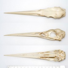 アオサギの頭骨