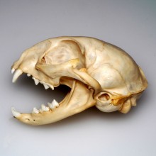 ネコ頭骨