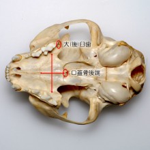 ネコの頭骨