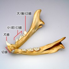 ネコの頭骨