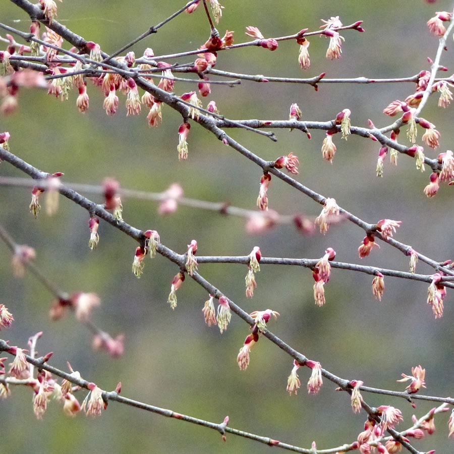 京都九条山自然観察日記 カツラの花