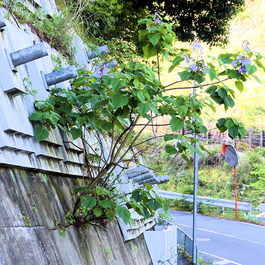 京都九条山自然観察日記 キリの花