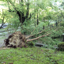 台風21号の倒木