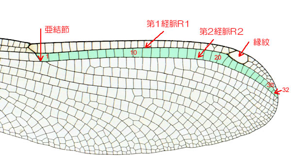 アサヒナカワトンボ♀の横脈数