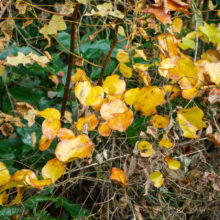 サルトリイバラ黄葉