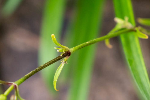フシグロセンノウの茎