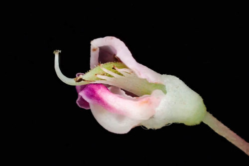 ヌスビトハギ（花）