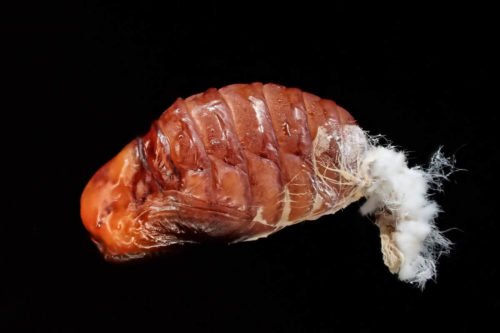 セミヤドリガ蛹