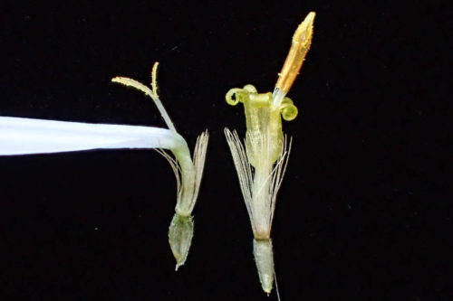 ノコンギク（左：舌状花　右：管状花）