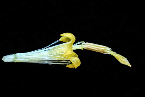 セイタカアワダチソウ（管状花）