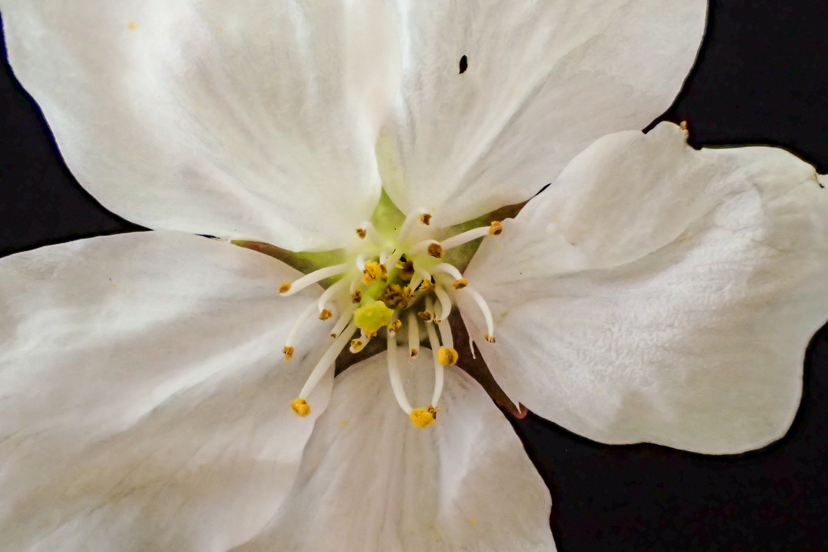 ソメイヨシノ（中心が白い花）