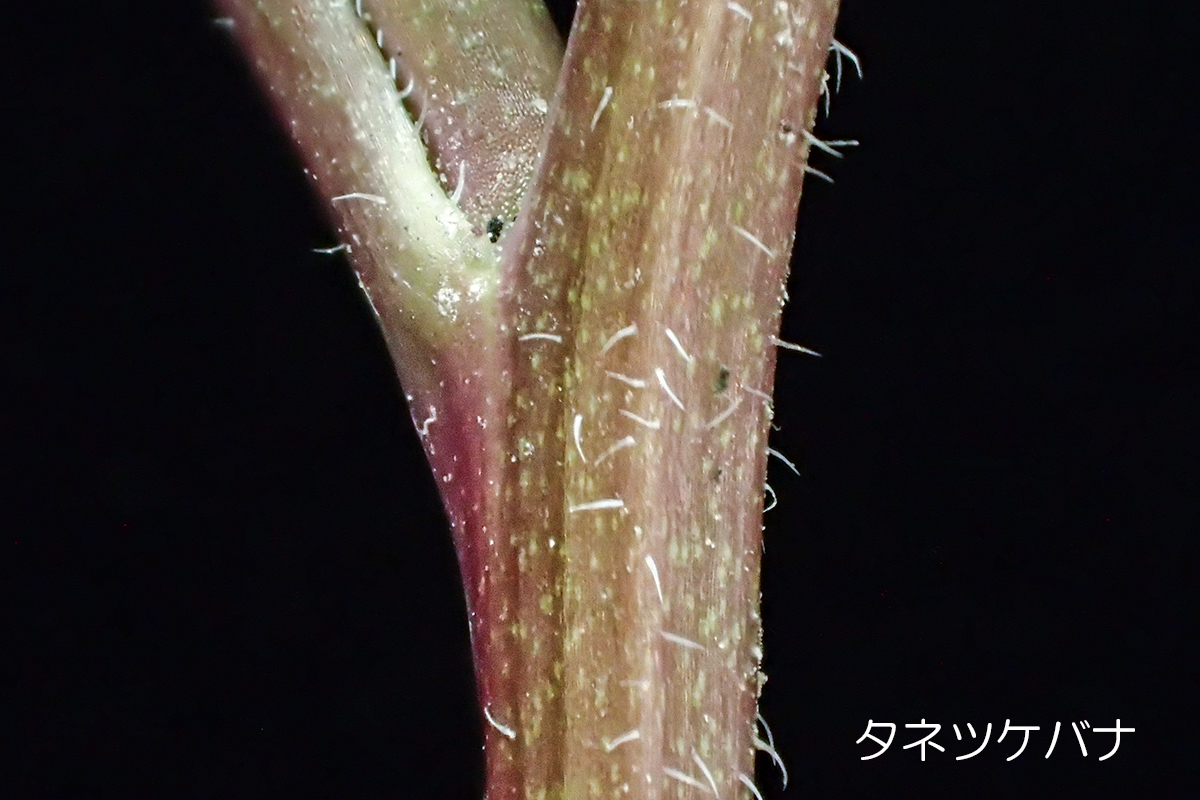 タネツケバナの茎