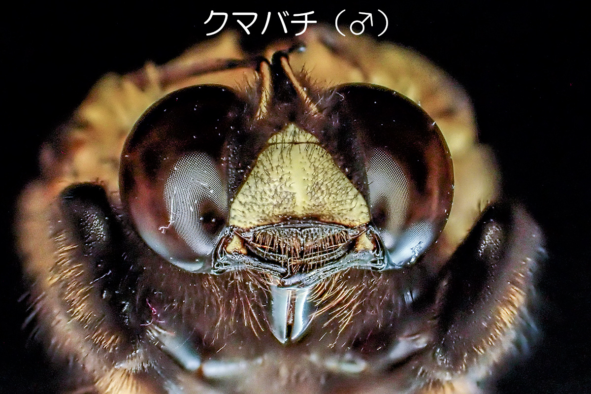 クマバチ（♂・頭部）