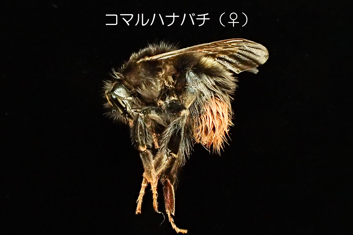 コマルハナバチ（♀）