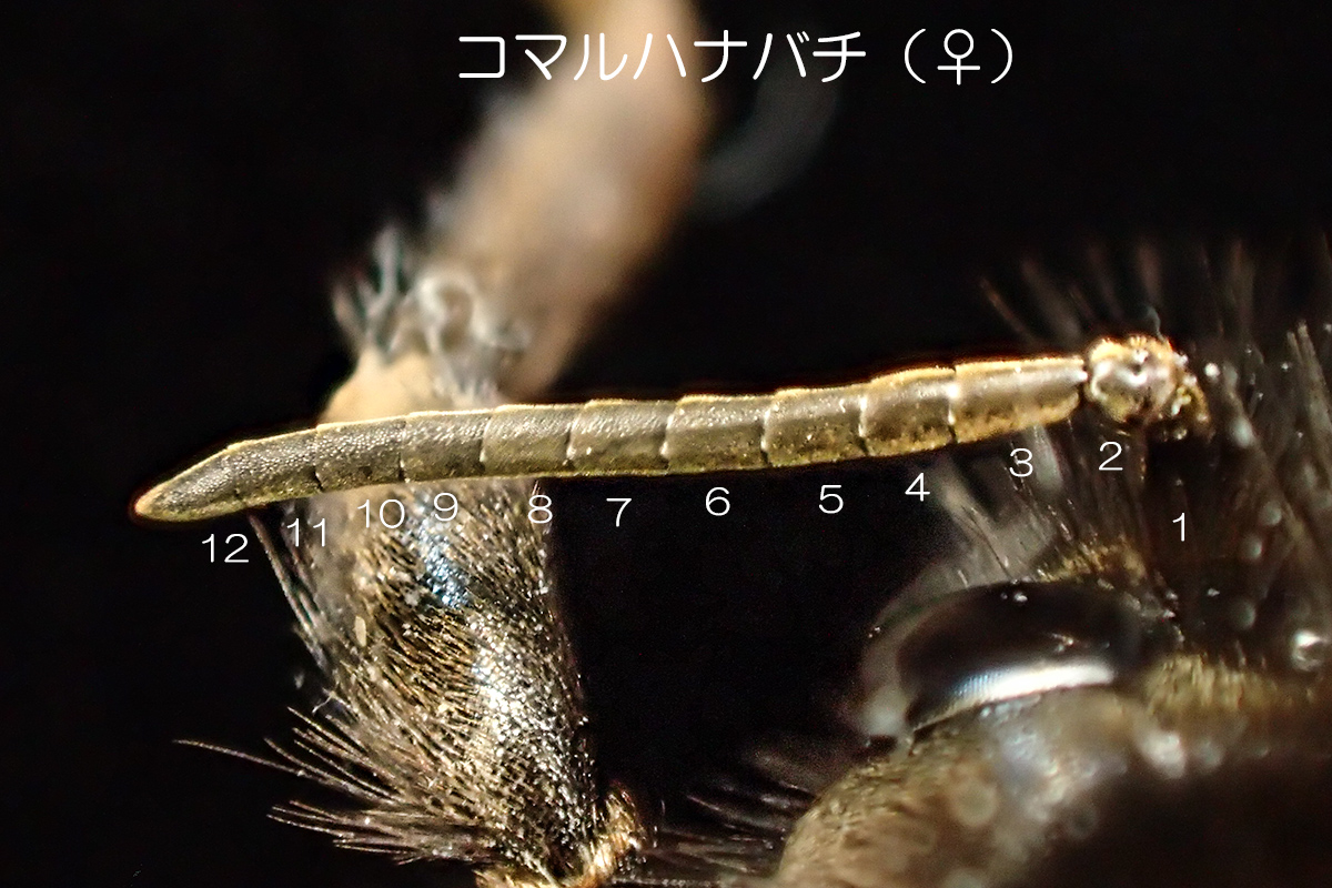 コマルハナバチ（♀・触覚）