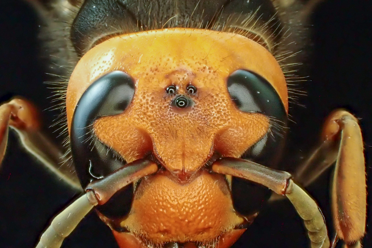 コガタスズメバチ（頭頂部）