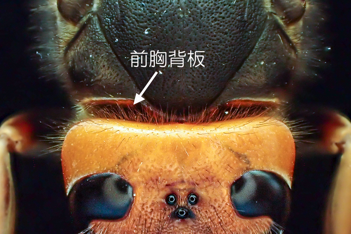 コガタスズメバチ（前胸背板）