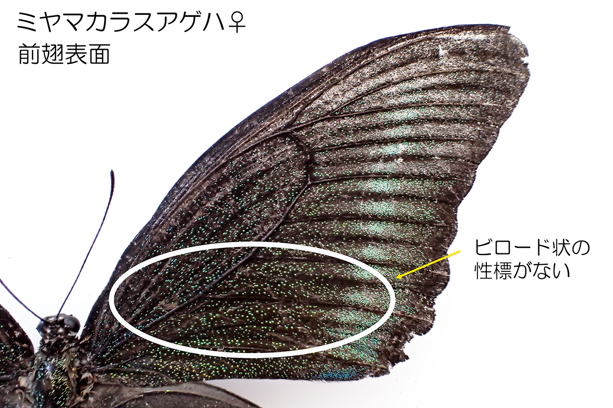 ミヤマカラスアゲハ（夏型♀：前翅表）