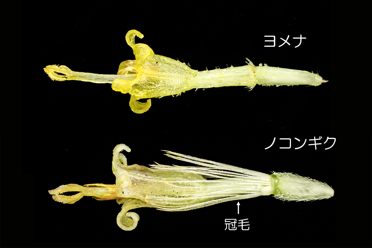 ノコンギクとヨメナ（管状花）