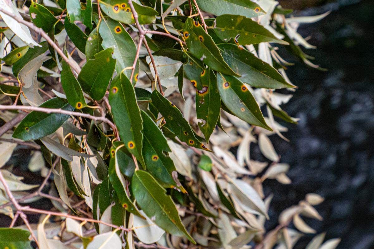 倒木(シイ)の葉