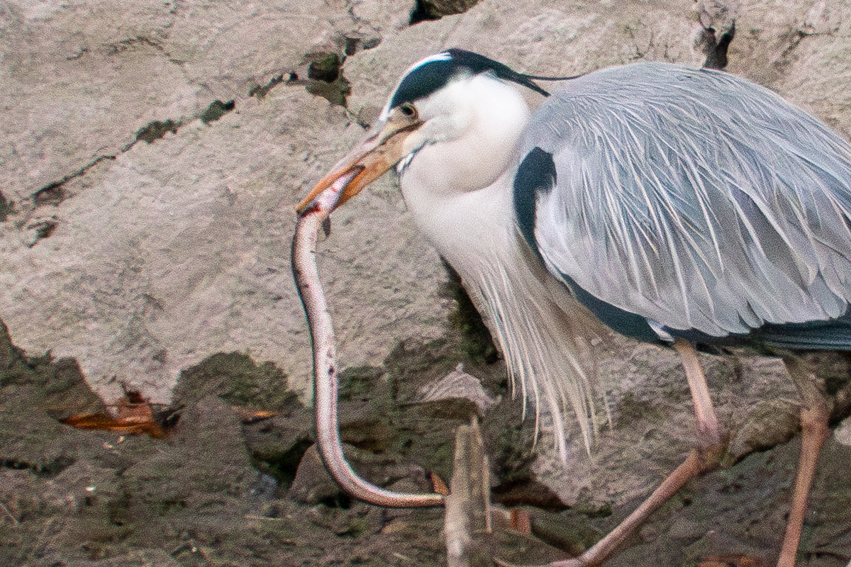 ウナギをくわえたアオサギ