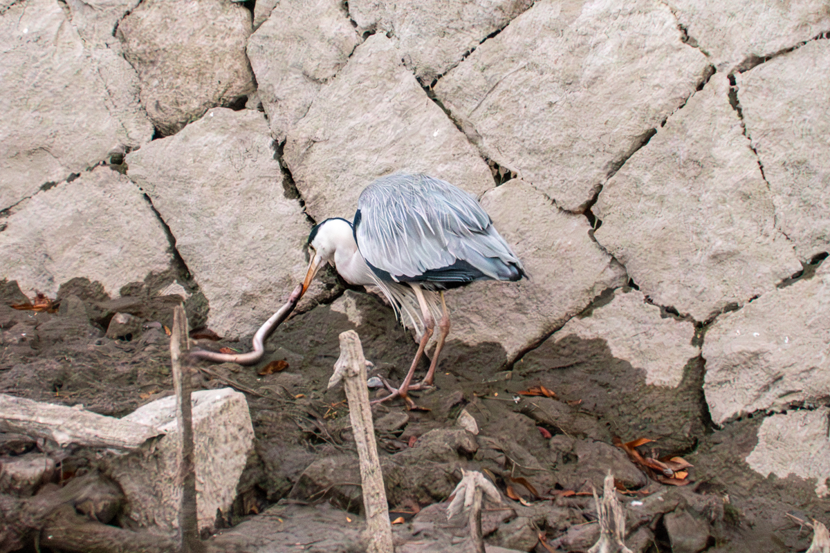 ウナギをくわえたアオサギ