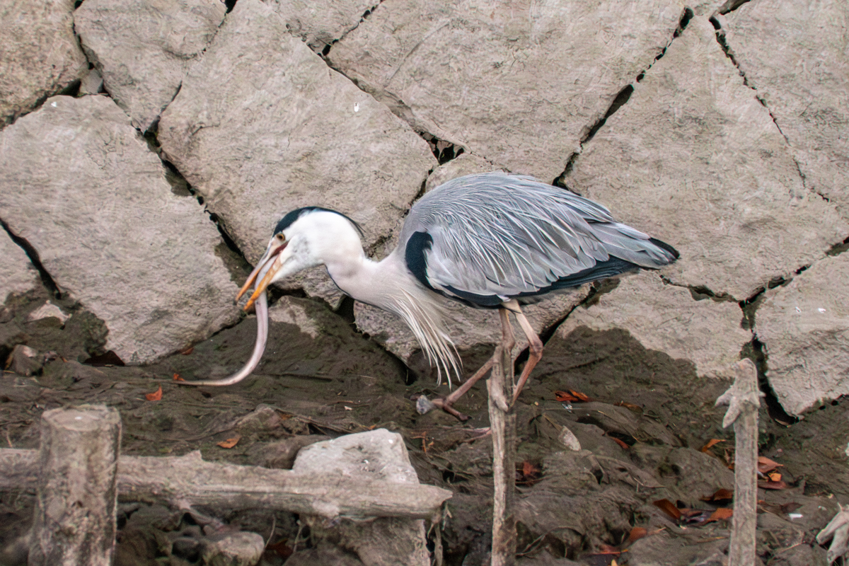 ウナギをくわえたアオサギ