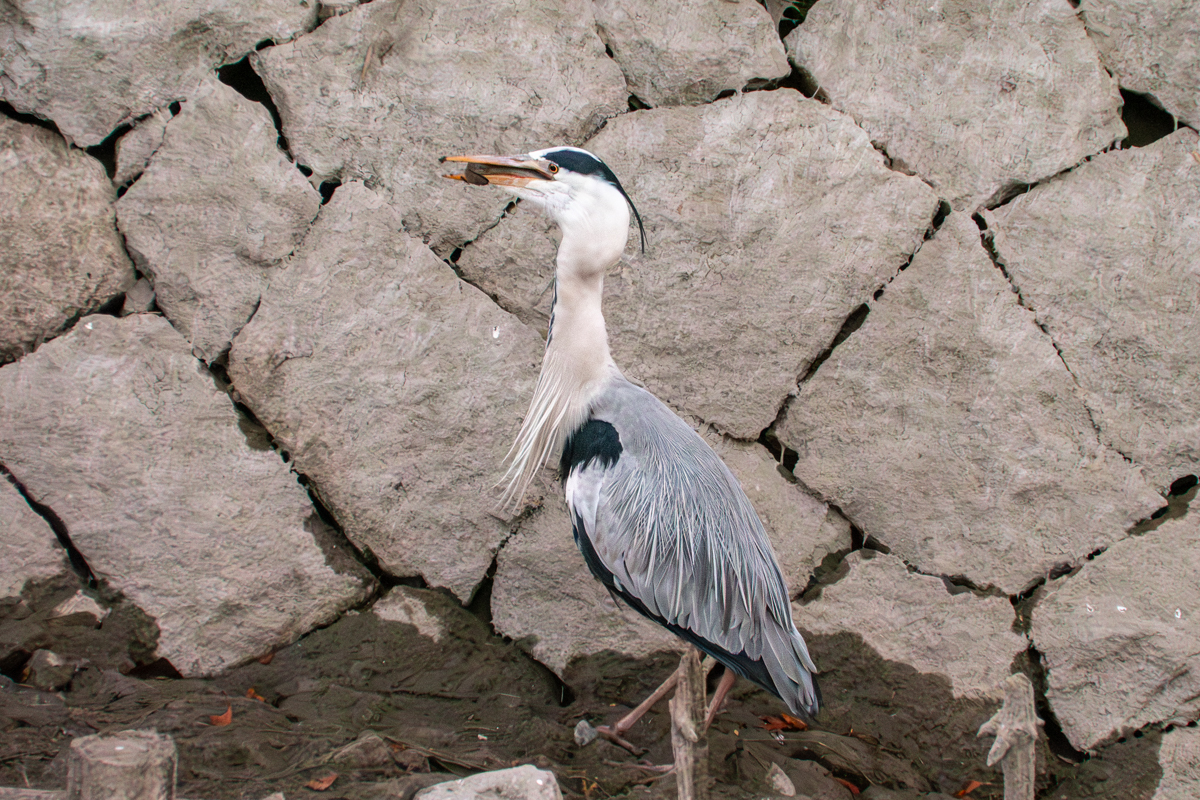 ウナギを飲み込んだアオサギ