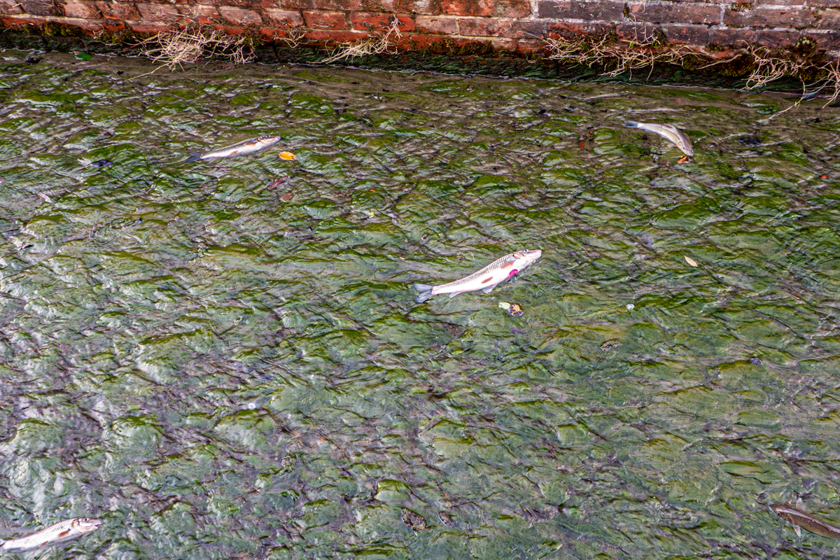 扇ダム放水路のニゴイ