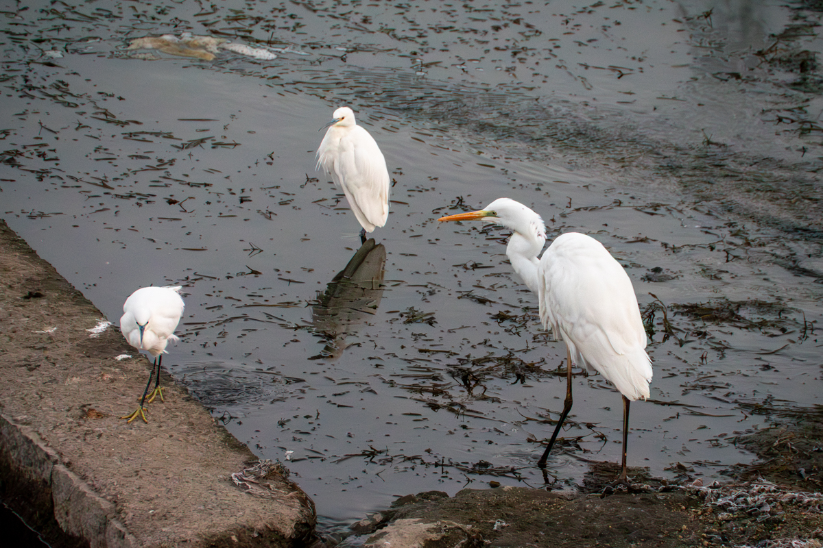 ダイサギとコサギ