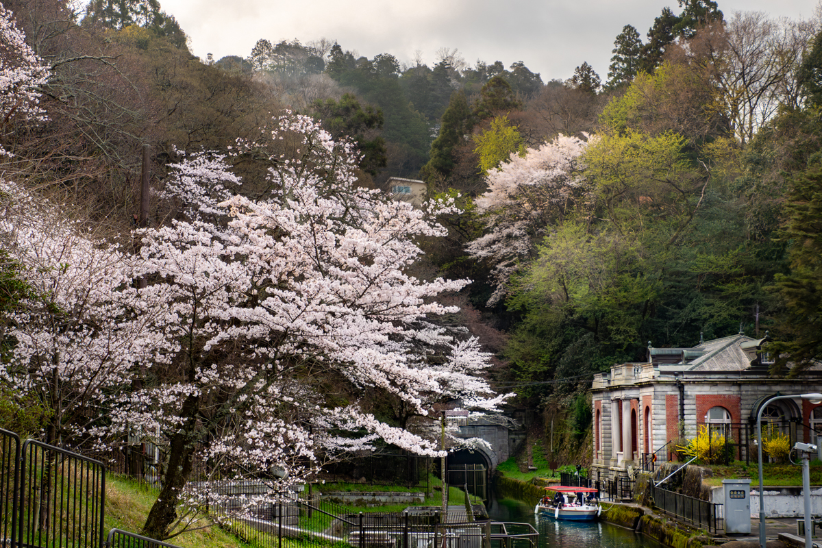 ソメイヨシノ(満開)