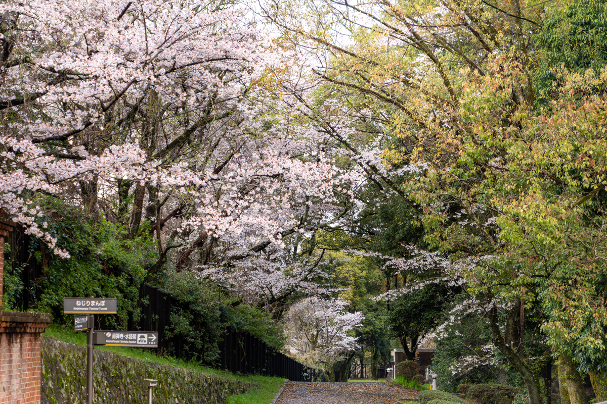 ソメイヨシノ(満開)