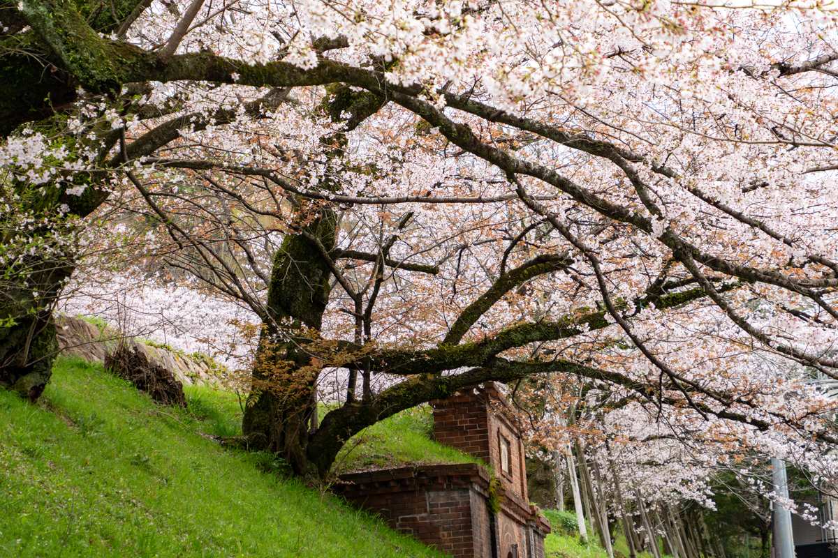 ソメイヨシノ(満開)