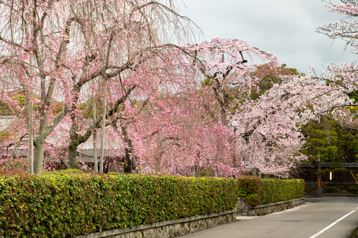 ソメイヨシノ、シダレザクラ(満開)
