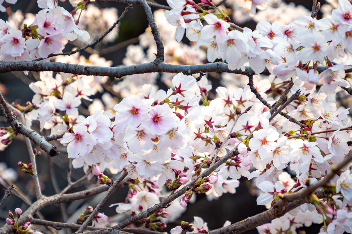 ソメイヨシノ(満開)