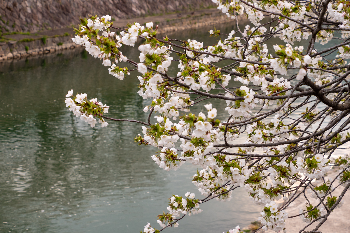 オオシマザクラ