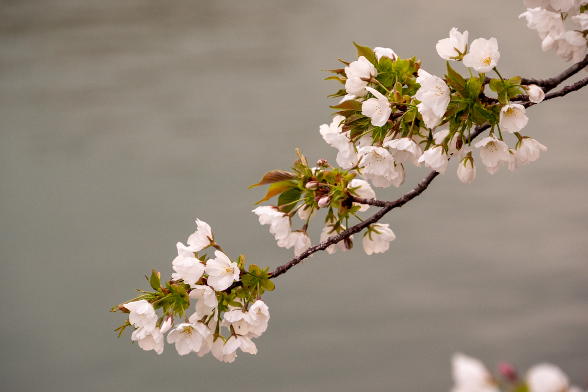 オオシマザクラ