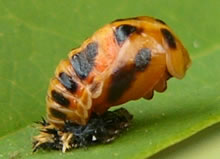 テントウムシの蛹