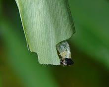 クロセセリの幼虫