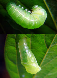 テングチョウの前蛹と蛹